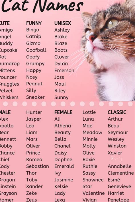 exotic cat names boy|unique wacky cat names.